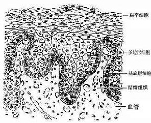 复层扁平上皮细胞绘图图片