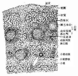 脾组织切片图解图片