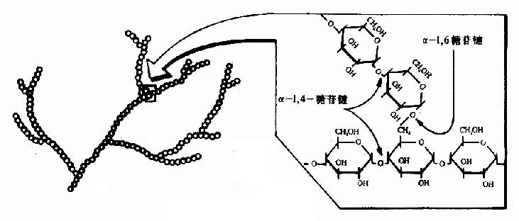 糖原的结构