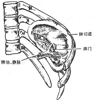 人体解剖学