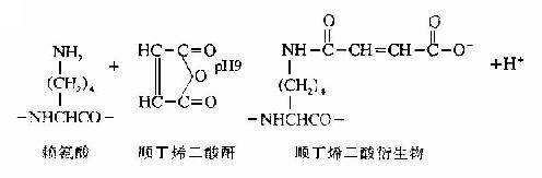 蛋白质一级结构的测定方法