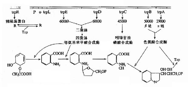 色氨酸操纵元的结构和调控示意图