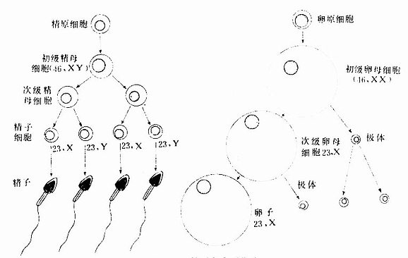 精子与卵子发生