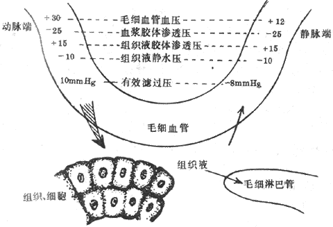 组织液生成与回流示意图