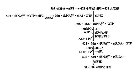 the-biosynthesis-of-protein