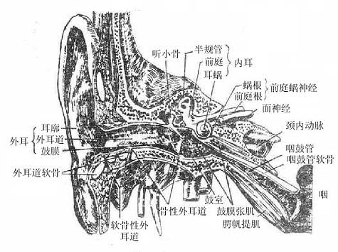 外、中、内耳全貌