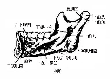 下颌骨