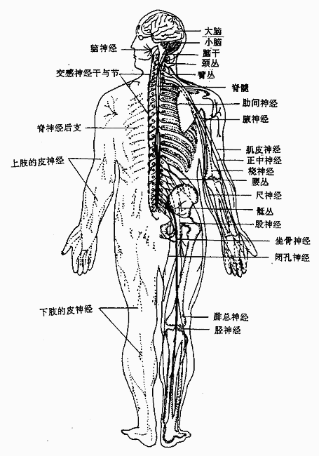 人體解剖學