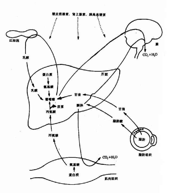 饥饿情况下机体主要组织间代谢联系