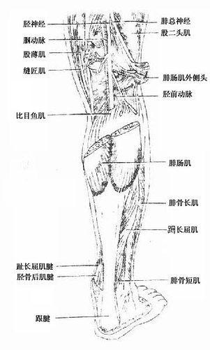 小腿后群肌