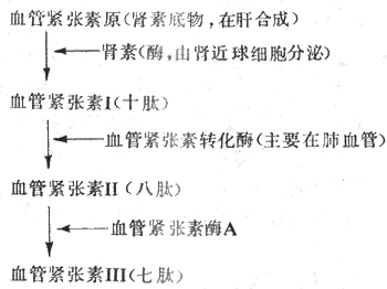 （一）肾素-血管紧张素系统