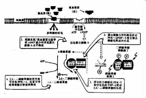 胰岛素浓度升高对肝细胞内2，6-二磷酸果糖浓度的影响