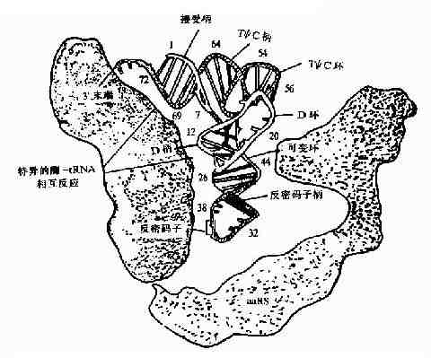 氨基酰－tRNA合成酶与tRNA的相互作用