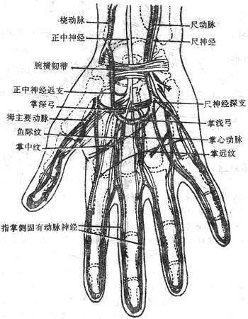 手部血管、神经投影