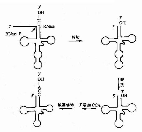 rna的空间结构示意图图片