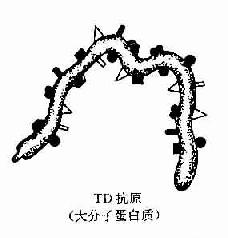 TD与T1抗原种类