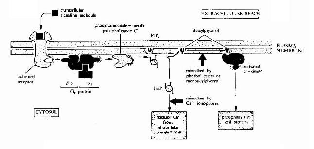 G蛋白偶联型受体－G蛋白－磷脂酶C信号转导途径示意图