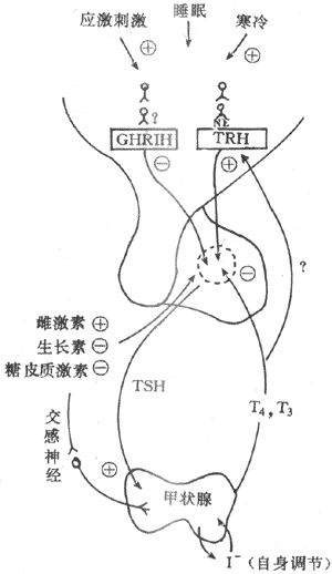 甲状腺激素分泌的调节示意图