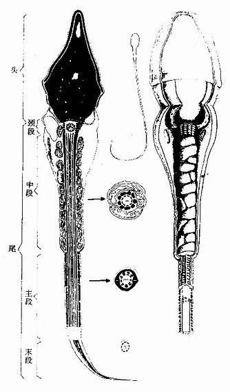 精子超微结构模式图 
