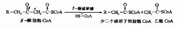 (一)脂肪酸的β-氧化过程