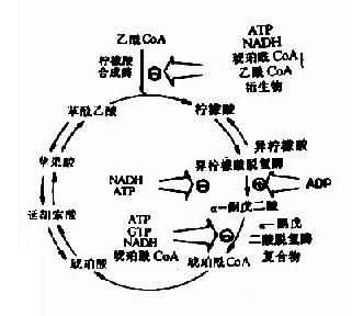 三羧酸循环的抑制剂和激活剂