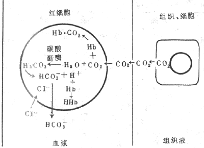 CO2在血液中的运输示意图