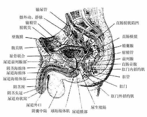 男性骨盆正中矢状断面