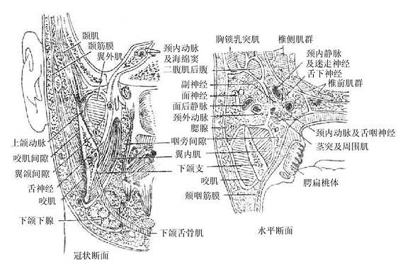 面侧区的间隙（右侧）