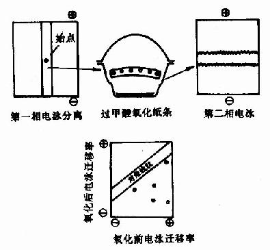 蛋白电泳槽装置图解析图片