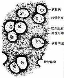 彈性軟骨