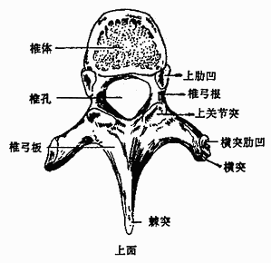 第三胸椎图片