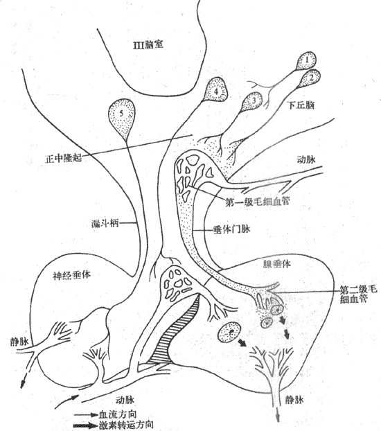 下丘脑-垂体功能单位