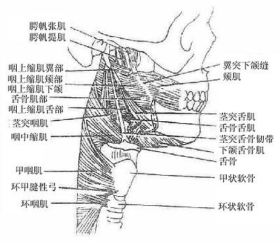 咽部肌(侧面观)