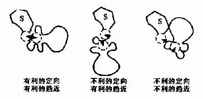 底物分子和酶活性中心上的一个催化基团在相互作用时的趋近效应