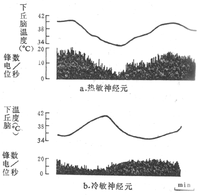 由下丘脑视前区导出的温度敏感神经元的放电活动