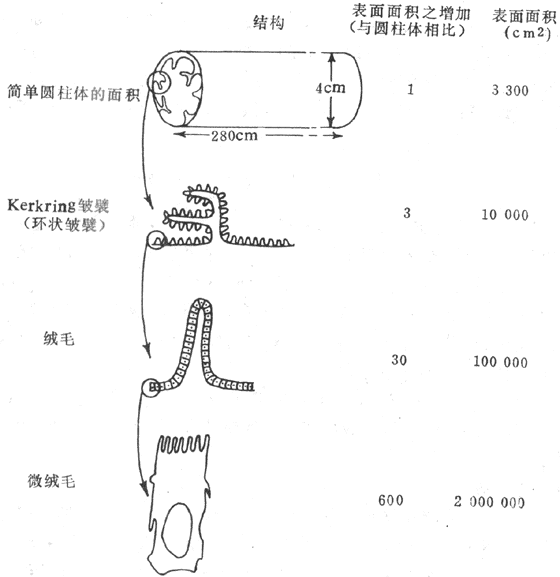 增加小肠表面面积的三种机制