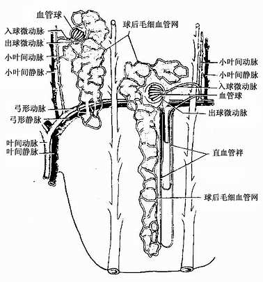 肾血液循环模式图 