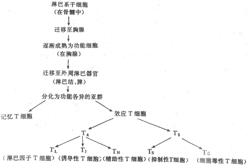 t细胞的成熟和分化