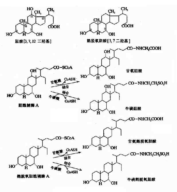 结合型初级胆汁酸的生成