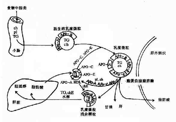 乳糜微粒(CM)的代谢过程