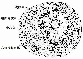 浆细胞图片手绘图图片