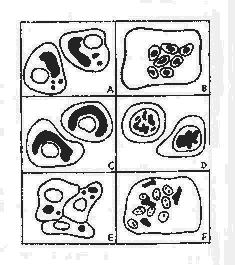 病毒细胞结构图手绘图片