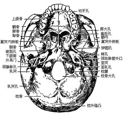 颅底外面观