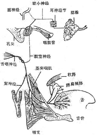 舌咽神经分支