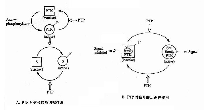 蛋白酪氨酸磷酸酶对蛋白酪氨酸激酶的调控作用