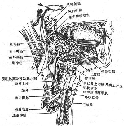 海德堡血管三角解剖图片
