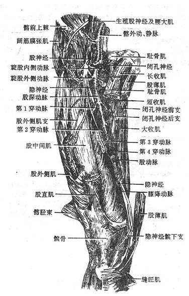 肢前部深层肌与血管、神经