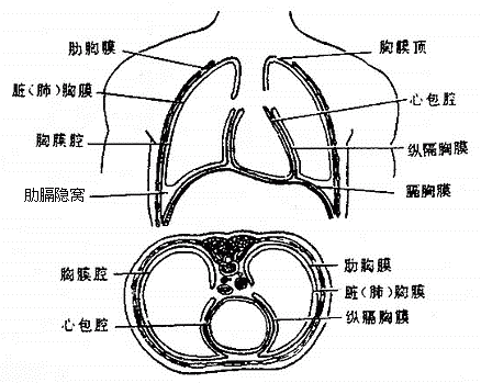 胸腔解剖结构图解图片