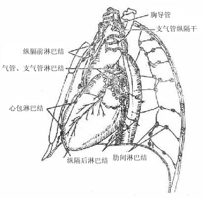 胸腔内的淋巴回流