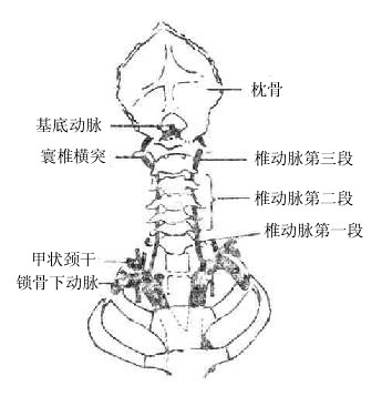 椎动脉行程及分段示意图